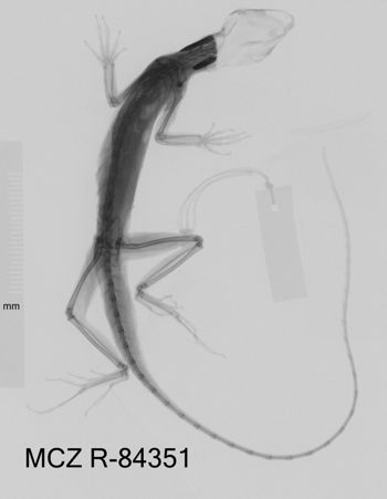 Media type: image;   Herpetology R-84351 Aspect: dorsoventral x-ray